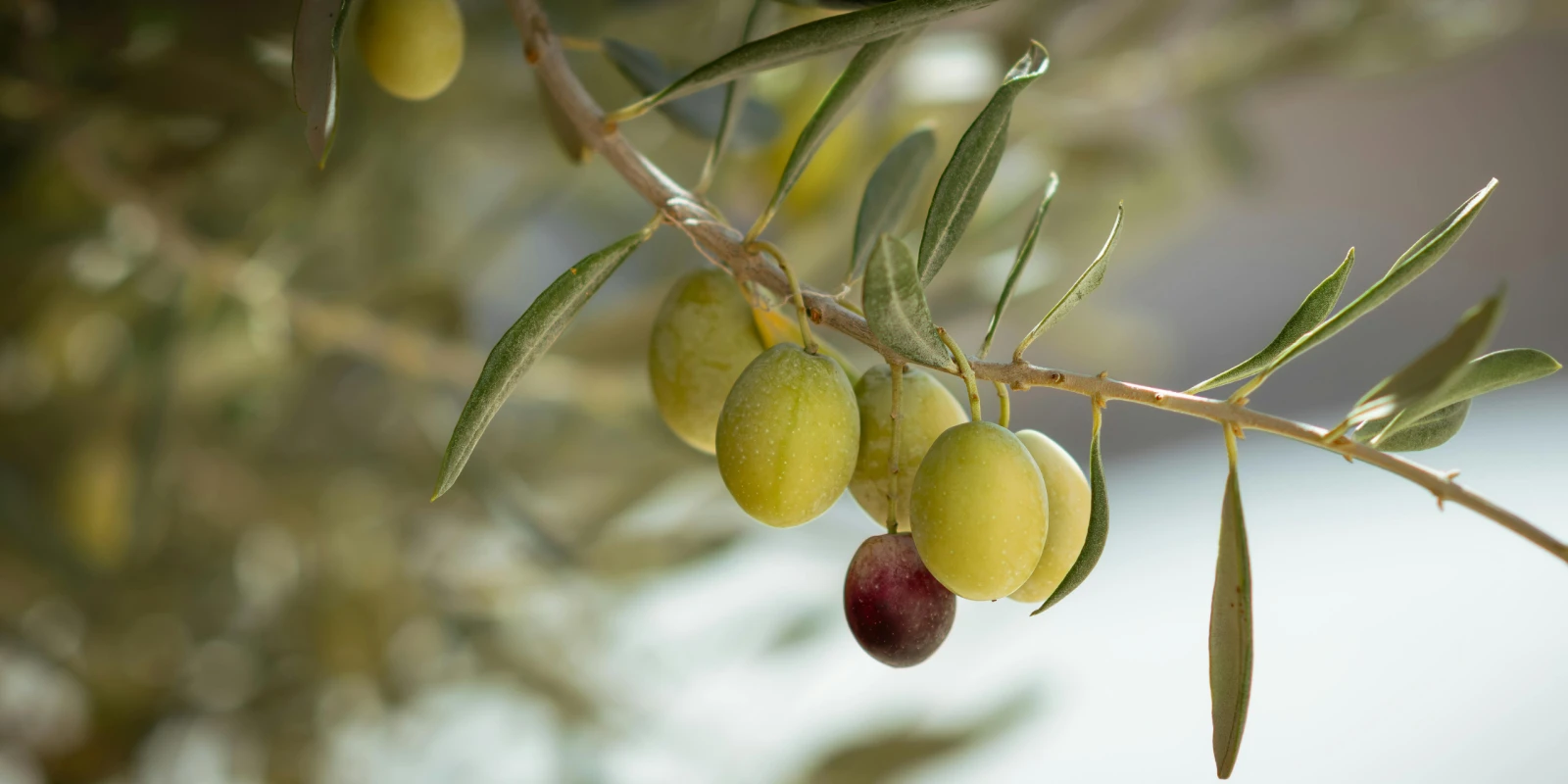 Aceitunas verdes manzanilla y gordal separadas en dos cuencos sobre un mostrador
