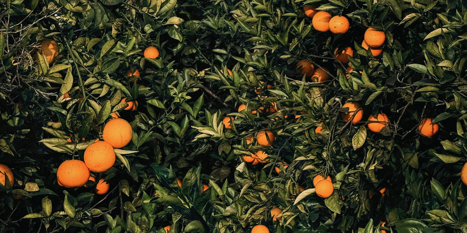 Naranjos cargados de fruta en una calle estrecha del centro de Sevilla